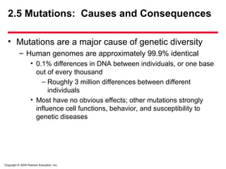 Copyright © 2009 Pearson Education, Inc.
2.5 Mutations: Causes and Consequences
• Mutations are a major cause of genetic diversity
– Human genomes are approximately 99.9% identical
• 0.1% differences in DNA between individuals, or one base
out of every thousand
– Roughly 3 million differences between different
individuals
• Most have no obvious effects; other mutations strongly
influence cell functions, behavior, and susceptibility to
genetic diseases
 