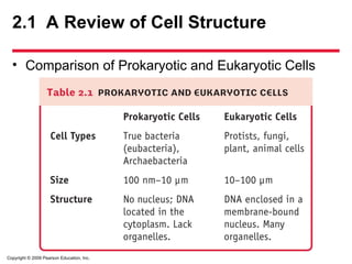 Copyright © 2009 Pearson Education, Inc.
2.1 A Review of Cell Structure
• Comparison of Prokaryotic and Eukaryotic Cells
 