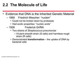Copyright © 2009 Pearson Education, Inc.
2.2 The Molecule of Life
• Evidence that DNA is the Inherited Genetic Material
– 1869 Friedrich Miescher: “nuclein”
• Could not be broken down by proteases
• Had acidic properties: “nucleic acids”
– 1928 Frederick Griffith
• Two strains of Streptococcus pneumoniae
– Virulent smooth strain (S cells) and harmless rough
strain (R cells)
• Demonstrated transformation – the uptake of DNA by
bacterial cells
 