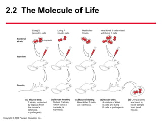 Copyright © 2009 Pearson Education, Inc.
2.2 The Molecule of Life
 