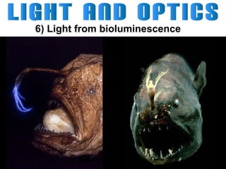 6) Light from bioluminescence

 