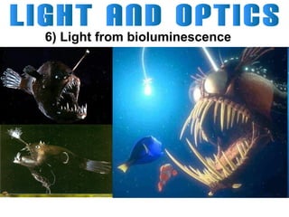 6) Light from bioluminescence

 