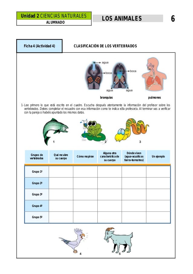 actividad 2 animales.