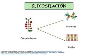 GLICOSILACIÓN
• Glicosilación [Internet]. Quimica.es. [cited 2024 Apr 14]. Available from: https://www.quimica.es/enciclopedia/Glicosilaci%C3%B3n.html
• Matías FL&&. Glicosilación: importancia y función a nivel sistémico [Internet]. Atlasgeneticsoncology.org. [cited 2024 Apr 14]. Available from:
https://atlasgeneticsoncology.org/teaching/208927/glicosilaci-n-importancia-y-funci-n-a-nivel-sist-mico
 