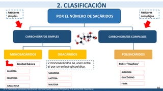 10
POR EL NÚMERO DE SACÁRIDOS
CARBOHIDRATOS SIMPLES CARBOHIDRATOS COMPLEJOS
MONOSACÁRIDOS DISACÁRIDOS POLISACÁRIDOS
GLUCOSA
Unidad básica
Azúcares
simples
Azúcares
complejos
2 monosacáridos se unen entre
sí por un enlace glicosídico.
Poli = “muchos”
FRUCTOSA
GALACTOSA
SACAROSA
LACTOSA
MALTOSA
ALMIDÓN
GLUCÓGENO
FIBRA
2. CLASIFICACIÓN
1.3: III. Carbohidratos, estructuras y tipos [Internet]. LibreTexts Español. Libretexts; 2022 [citado el 15 de abril de 2024]. Disponible en:
 