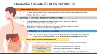 4.DIGESTIÓN Y ABSORCIÓN DE CARBOHIDRATOS
• La saliva que contiene la enzima amilasa (secretada fundamentalmente por la glándula parótida)
Boca (masticación)
• Hidroliza el almidón a maltosa
Estómago (1 hora antes de las secreciones gástricas)
Digestión con la amilasa pancreática
• 15 a 30 minutos después del vaciamiento del quimo desde el estómago al duodeno junto
con la mezcla del jugo pancreático, ya se tiene totalmente digeridos los carbohidratos
• La amilasa salival quedará bloqueada en contacto con las secreciones gástricas
(actividad enzimática desaparece con pH < 4)
• 30 a 40% del almidón se hidroliza (en su mayoría a maltosa) antes que se asocie
los alimentos y la saliva con las secreciones gástricas
6
Intestino delgado (enzimas del epitelio intestinal)
• Las enzimas se encuentran en los enterocitos del borde de las vellosidades del intestino delgado.
Descompone la lactosa a galactosa y otra de glucosa.
La enzima lactasa
Descompone la sacarosa a fructosa y otra de glucosa.
La enzima sacarasa
Descompone la maltosa en las dos glucosas simples que la componen.
La enzima maltasa
 