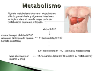 Algo del metabolismo ocurre en los pulmones si la droga se inhala, y algo en el intestino si se ingiere vía oral, pero la mayor parte del metabolismo ocurre en el hígado. delta-9-THC   11-hidroxidelta-9-THC  más activo que el delta-9-THC  Atraviesa fácilmente la barrera hemato-encefálica 8,11-hidroxidelta-9-THC  (alenta su metabolismo) 11-norcarboxi-delta-9THC (acelera su metabolismo) Mas abundante en plasma y orina Metabolismo 