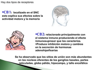 CB1 :   localizado en el SNC esto explica sus efectos sobre la actividad motora y la memoria   Hay dos tipos de receptores   CB2 :  relacionado principalmente con el sistema inmune produciendo el efecto inmunosupresor que los caracteriza.  Produce inhibición motora y cambios en la secreción de hormonas adenohipofisarias   Se ha observado que los sitios de unión son más abundantes en los núcleos eferentes de los ganglios basales, partes reticuladas, globo pálido, hipocampo, y tallo encefálico 