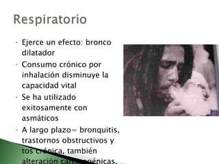 Ejerce un efecto: bronco dilatador Consumo crónico por inhalación disminuye la capacidad vital  Se ha utilizado exitosamente con asmáticos A largo plazo= bronquitis, trastornos obstructivos y tos crónica, también alteración carcinogénicas. 