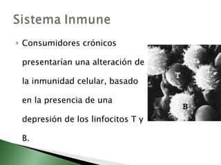Consumidores crónicos presentarían una alteración de la inmunidad celular, basado en la presencia de una depresión de los linfocitos T y B. 