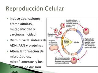 Induce aberraciones cromosómicas, mutagenicidad y carcinogenicidad  Disminuye la síntesis de ADN, ARN y proteínas Altera la formación de microtúbulos, microfilamentos y los procesos de división celular  