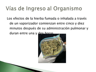 Los efectos de la hierba fumada o inhalada a través de un vaporizador comienzan entre cinco y diez minutos después de su administración pulmonar y duran entre una y dos horas.  