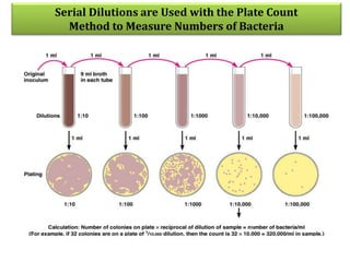 Serial Dilutions are Used with the Plate Count
Method to Measure Numbers of Bacteria
 