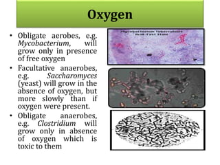 Oxygen
• Obligate aerobes, e.g.
Mycobacterium, will
grow only in presence
of free oxygen
• Facultative anaerobes,
e.g. Saccharomyces
(yeast) will grow in the
absence of oxygen, but
more slowly than if
oxygen were present.
• Obligate anaerobes,
e.g. Clostridium will
grow only in absence
of oxygen which is
toxic to them
 