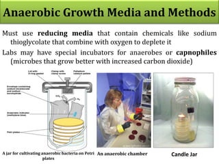 Anaerobic Growth Media and Methods
Must use reducing media that contain chemicals like sodium
thioglycolate that combine with oxygen to deplete it
Labs may have special incubators for anaerobes or capnophiles
(microbes that grow better with increased carbon dioxide)
A jar for cultivating anaerobic bacteria on Petri
plates
Candle Jar
An anaerobic chamber
 