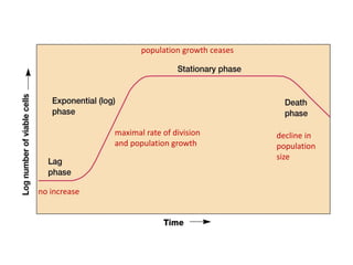 no increase
maximal rate of division
and population growth
population growth ceases
decline in
population
size
 