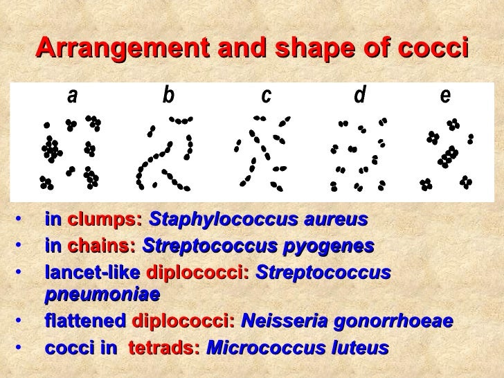 02 morphology and_structure_2009