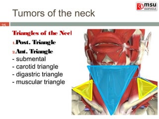 Triangular Rostrum 02 msu tumors of head and neck hajhamad m | PPT