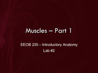 Muscles – Part 1 EEOB 235 – Introductory Anatomy Lab #2 