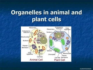 Organelles in animal and plant cells ALBIO9700/2006JK 