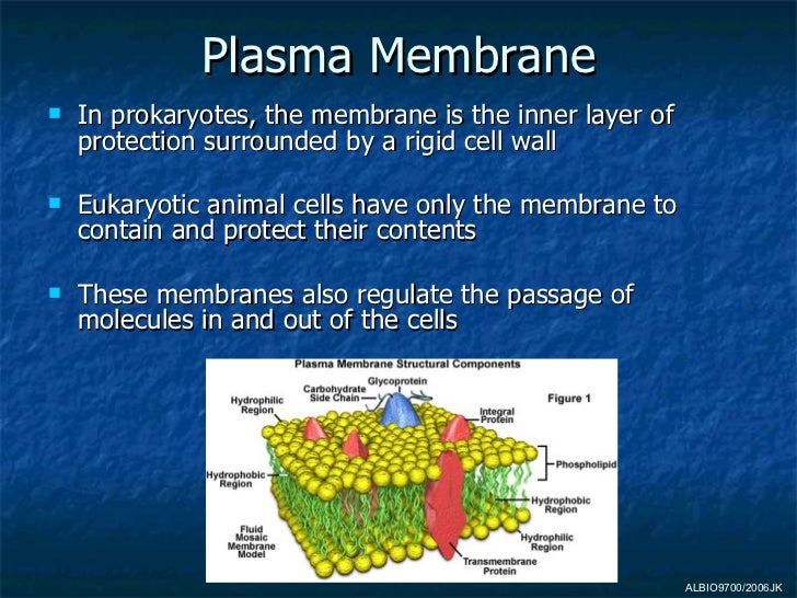 Which Organelle Helps Plant Cells Make Food Which Organelle Helps Plant Cells Make Food