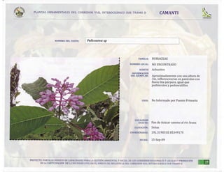 02 ORNAMENTALES CVIS