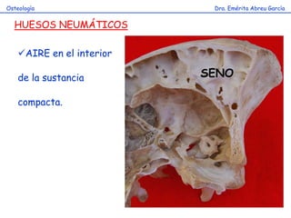 Dra. Emérita Abreu GarcíaOsteología
HUESOS NEUMÁTICOS
AIRE en el interior
de la sustancia
compacta.
SENO
 