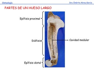 Dra. Emérita Abreu GarcíaOsteología
PARTES DE UN HUESO LARGO
Diáfisis
Epífisis proximal
Epífisis distal
Cavidad medular
 