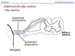 Dra. Emérita Abreu GarcíaOsteología
INERVACIÓN DEL HUESO
Tipo: sensitiva.
Periostio
Sensibilidad
exteroceptiva
MÉDULA
ESPINAL
Sensibilidad
propioceptiva
 