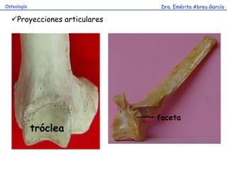 Dra. Emérita Abreu GarcíaOsteología
Proyecciones articulares
tróclea
faceta
 