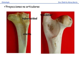 Dra. Emérita Abreu GarcíaOsteología
Proyecciones no articulares
cresta
tuberosidad
trocánter
 
