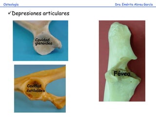 Dra. Emérita Abreu GarcíaOsteología
Depresiones articulares
Fóvea
Cavidad
cotiloidea
Cavidad
glenoidea
 