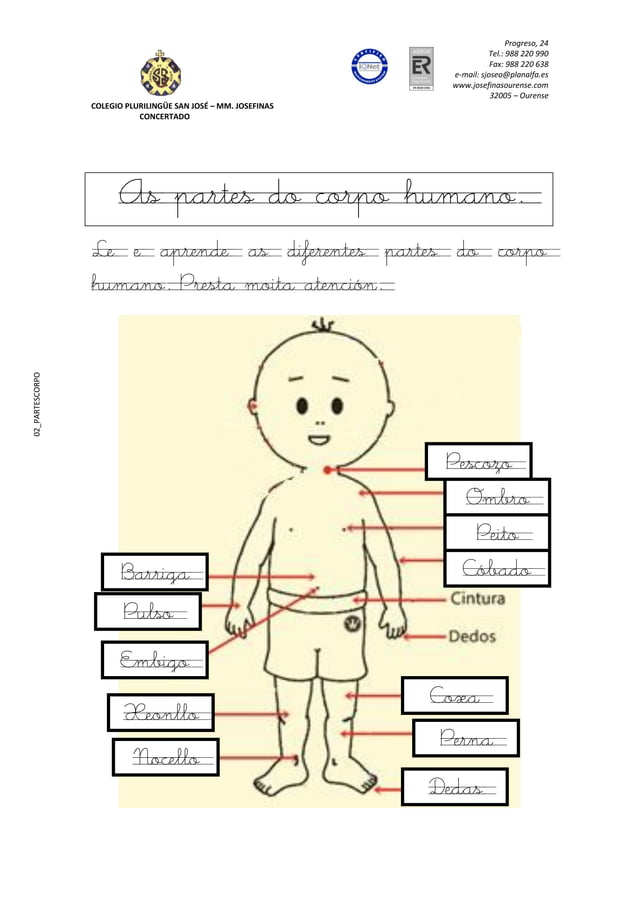 Entrenamentes O Corpo Humano As Partes Do Corpo Humano, 49% OFF