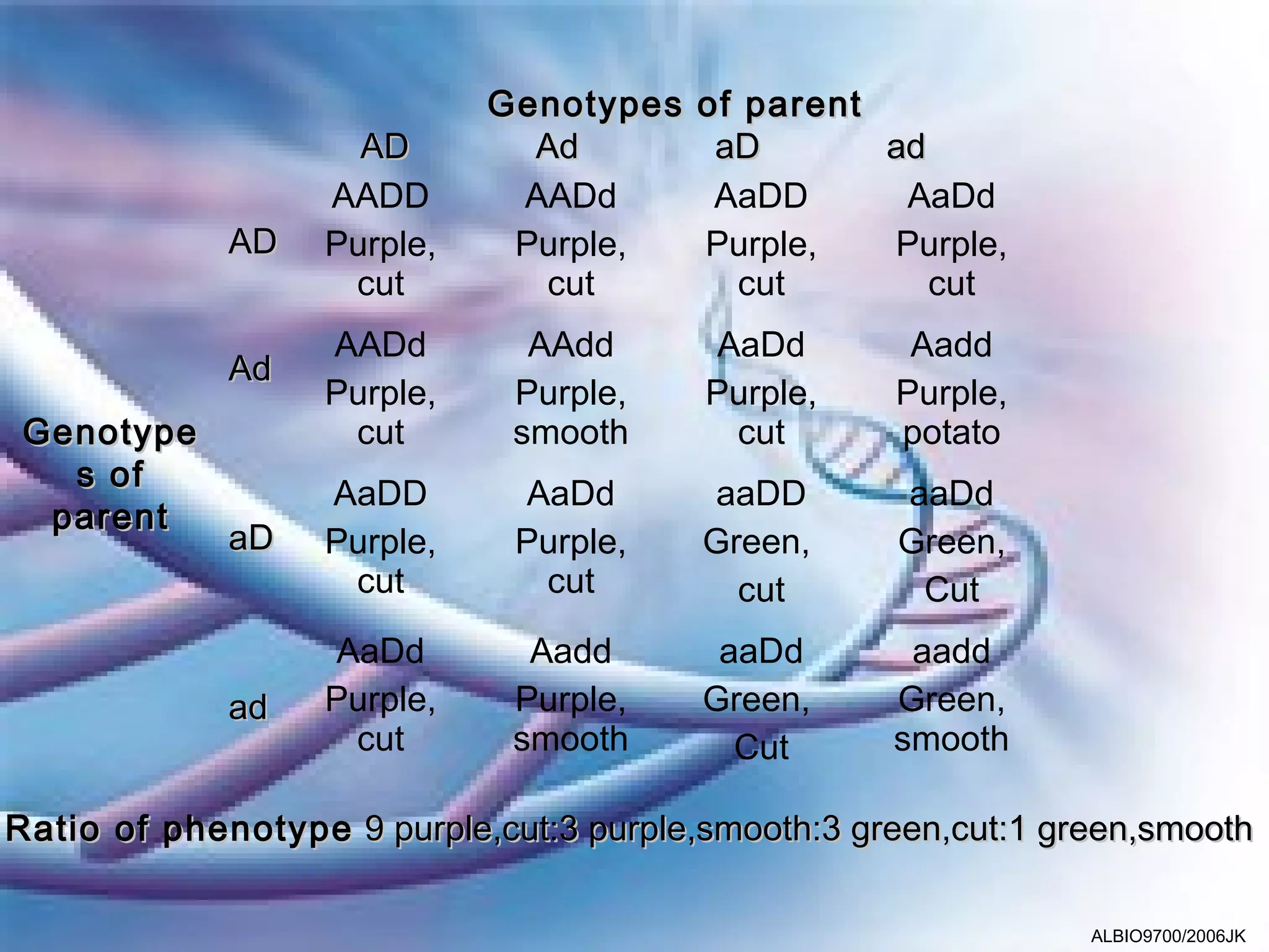 Genotypes   of parent
                    AD        Ad         aD       ad
                  AADD       AADd        AaDD      AaDd
             AD   Purple,    Purple,    Purple,   Purple,
                   cut         cut         cut       cut
                  AADd         AAdd      AaDd        Aadd
             Ad
                  Purple,     Purple,    Purple,    Purple,
 Genotype          cut        smooth      cut       potato
   s of
                  AaDD        AaDd       aaDD       aaDd
  parent
             aD   Purple,     Purple,    Green,     Green,
                   cut         cut         cut       Cut
                  AaDd         Aadd       aaDd       aadd
             ad   Purple,     Purple,    Green,     Green,
                   cut        smooth       Cut      smooth

Ratio of phenotype 9 purple,cut:3 purple,smooth:3 green,cut:1 green,smooth

                                                                ALBIO9700/2006JK
 