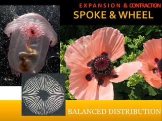 E X P A N S I O N & CONTRACTION




BALANCED DISTRIBUTION
 