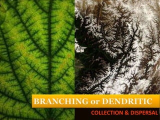 COLLECTION & DISPERSAL
 