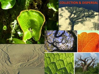 COLLECTION & DISPERSAL
 