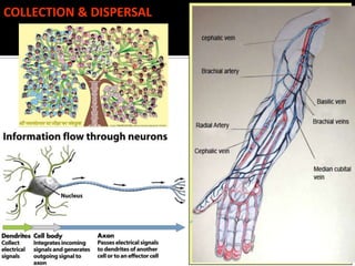 COLLECTION & DISPERSAL
 