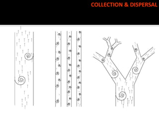 COLLECTION & DISPERSAL
 