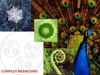 COMPLEX BRANCHING
 