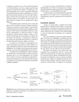se digieren y queda este vacío. A la acción de la pepsina              Las grasas neutras (acilglicéridos) finamente
en la leche humana se une una catepsma gástrica que               emulsionadas por la bilis son atacadas por la lipasa
acelera la disolución del coágulo. A medida que se ha             pancreática que, las escinde en glicerina o â- onoglicéridos
ido desintegrando este, la grasa va quedando en libertad,         y ácidos grasos, y son absorbidas como tales.
cuya digestión gástrica es poco importante a no ser por-               La lactosa ingresa en la célula del epitelio intestinal
que la misma leche materna (en el caso de niños alimen-           por pinoeitosis y se separa en sus 2 monosacáridos co-
tados al pecho) lleva una lipasa que se activa por una            rrespondientes, glucosa y galactosa, por la acción de la
lipocinasa gástrica. No obstante, la mayor parte de la            lactasa.
grasa atraviesa el píloro sin ser atacada por los jugos
digestivos.
      El contenido gástrico ácido que pasa a través del
                                                                  Lactancia natural
píloro, recibe el nombre de quimo y al llegar al duodeno                Aunque el carácter único y superior de la leche
                                                                  humana para la alimentación del bebé es reconocido
estimula activamente los jugos biliares y pancreáticos
                                                                  universalmente, la práctica de la lactancia materna ha
mediante la hormona secretina. La bilis contribuye a emul-
                                                                  sufrido altibajos en los últimos 100 años en que comen-
sionar y dividir la grasa en globulillos finísimos, lo que
                                                                  zaron a abrirse para los sucedáneos de la leche humana
facilita ampliamente su digestión ulterior. El jugo               a causa del desarrollo tecnológico de la industria
pancreático contiene tripsina, amilasa y lipasa, y el in-         alimentaria.
testinal está formado por enteroquinasa y tripsina. En                  Pese a las evidencias de que en los niños amaman-
las paredes del intestino se encuentran los fermentos             tados, los índices de morbilidad y mortalidad eran más
que captan a los disacáridos por pinocitosis y realizan su        bajos que en aquellos que se alimentaban con biberón, la
escisión intracelular (lactasa, maltasa, invertasa).              ofensiva de las compañías productoras de fórmulas lác-
      La tripsina es activada por la enteroquinasa, fer-          teas produjo una sensible reducción en la prevalencia y
mento muy potente, que actúa en medio alcalino y es               duración de la lactancia natural en la década de los años
capaz de hidrolizar proteínas enteras llevándolas hasta           50, fenómeno que no se limitó a los países desarrollados
polipéptidos. Así, cualquier resto de paracaseína, proteosa,      sino que afectó a los que están en vías de desarrollo.
peptona; es llevado .hasta polipéptido por esta enzima.                 El aspecto más negativo de la ofensiva de estas
      La hidrólisis de los polipétidos de cadena corta hasta      compañías fue su repercusión sobre los sectores más
sus aminoácidos correspondientes la realiza la tripsina           pobres de la población de esos países que, generalmen-
intestinal, que es en sí una polipeptidasa. En la figura          te, se hacinan en áreas urbanas y suburbanas de los gran-
18.5 se observa en forma esquemática la digestión in-             des núcleos de población, y que no cuentan con dinero
testinal de una proteína; la acción de diferentes enzimas,        suficiente para comprar la cantidad de leche que real-
sus productos y porcentaje de los diferentes aminoácidos          mente necesitan sus hijos, ni poseen medios de conser-
y péptidos pequeños.                                              vación ni esterilización, ni tampoco la suficiente




Fig.18.5. Digestión intestinal de las proteínas. Representación esquemática de la acción de las diferentes enzimas sobre las
proteínas y sus productos de hidrólisis. El resultado final es el 70 % en forma de péptidos pequeños y el 30 % restante como
aminoácidos básicos o neutros.


Parte V. Alimentación y nutrición                                                                    187
 