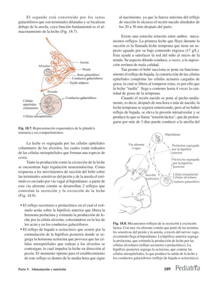 El segundo está constituido por los senos                    al nacimiento, ya que la fuerza máxima del reflejo
galactóforos que son terminales dilatadas y se localizan          de succión lo alcanza el recién nacido alrededor de
debajo de la areola, cuya función fundamental es el al-           los 20 a 30 min después del parto.
macenamiento de la leche (Fig. 18.7).
                                                                    Existe una estrecha relación entre ambos meca-
                                                              nismos reflejos. La primera leche que fluye durante la
                                                              succión es la llamada leche temprana que tiene un as-
                                                              pecto aguado por su bajo contenido engrasa (17 g/L).
                                                              Esta ayuda a satisfacer la sed del niño al inicio de la
                                                              tetada. Su aspecto diluido conduce, a veces, a la suposi-
                                                              ción errónea de mala calidad.
                                                                    Tan pronto el bebé succiona se pone en funciona-
                                                              miento el reflejo de bajada, la constricción de las células
                                                              epiteliales comprime las células acinares cargadas de
                                                              grasa, la cual se libera al romperse estas, es por ello que
                                                              la leche “tardía” llega a contener hasta 4 veces la can-
                                                              tidad de grasa de la temprana.
                                                                    Cuando el recién nacido se pone al pecho tardía-
                                                              mente, es decir, después de una hora o más de nacido, la
                                                              leche temprana se seguirá sintetizando, pero al no haber
                                                              reflejo de bajada, se eleva la presión intraalveolar y se
                                                              produce lo que se llama “tensión láctea”, que de prolon-
                                                              garse por más de 3 días puede conducir a la atrofia del
Fig. 18.7. Representación esquemática de la glándu!a
mamaria y sus compartimientos.

      La leche es segregada por las células epiteliales
columnares de los alveolos, los cuales están rodeados
de las células mioepiteliales que forman una especie de
cesta.
      Tanto la producción como la excreción de la leche
se encuentran bajo regulación neuroendocrina. Como
respuesta a los movimientos de succión del bebé sobre
las terminales sensitivas del pezón y de la areola el estí-
mulo es enviado por vía vagal al hipotálamo: a partir de
esta vía aferente común se desarrollan 2 reflejos que
controlan la secreción y la excreción de la leche
(Fig. 18.8).

 • El reflejo secretorio o prolactínico en el cual el estí-
    mulo actúa sobre la hipófisis anterior que libera la
    hormona prolactina y estimula la producción de le-
    che por la célula alveolar, colectándose en la luz de
    los acini y en los conductos galactóforos.                Fig. 18.8. Mecanismos reflejos de la secreción y excreción
                                                              láctea. Con una vía aferente común que parte de las termina-
 • El reflejo de bajada u ocitocínico que ocurre por la
                                                              les sensitivas del pezón y la areola, a través del nervio vago,
    estimulación de la hipófisis posterior donde se se-       el estímulo llega al hipotálamo. La hipófisis anterior segrega
    grega la hormona ocitocina que provoca que las cé-        la prolactina, que estimula la producción de leche por las
    lulas mioepetiliales que rodean a los alveolos se         células alveolares (reflejo secretorio o prolactínico). La
    contraigan, lo cual impulsa la leche en dirección al      hipófisis posterior segrega la ocitocina, que contrae las
    pezón. El momento óptimo para el establecimiento          células mioepiteliales, lo que produce la salida de la leche a
    de este reflejo es dentro de la media hora que sigue      los conductos galactóforos (reflejo de bajada u ocitocínico).


Parte V. Alimentación y nutrición                                                                  189
 