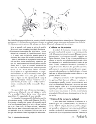 Fig. 18.10. Mecanismos de las lactancias natural y artificial. Ambos mecanismos difieren sustancialmente. Al alimentarse del
seno materno (A), el bebé realiza movimientos activos con las encías y la lengua, mientras que al alimentarse con el biberón
(B), el único movimiento activo es el de la lengua para detener el flujo de la leche y permitir la respiración.

    leche se acumule en la mama, se origine la tensión            Cuidado de las mamas
    láctea y, por tanto, la producción de leche disminuya.              El cuidado de las mamas comienza en el período
 • Programa de alimentación. En las primeras 2 horas              prenatal, por ello a toda gestante en su primera consulta
    después de cada tetada, la glándula mamaria segre-            se le debe examinar minuciosamente. El aseguramiento
    ga la mayor parte de la leche para dar paso a la              de que estas y los pezones son normales garantiza una
    siguiente. Por tanto, si la periodicidad excede las           buena lactancia futura. Si hay pezones umbilicados o
    2 horas, la posibilidad de ingurgitación mamaria será         planos, un sencillo procedimiento, que la propia emba-
    más alta. Este último punto es muy importante, ya
                                                                  razada puede hacer, permitirá desarrollarlos antes de que
    que una hora después que la madre ha vaciado su
                                                                  nazca el bebé. Esto facilita la lactancia y disminuye el
    mama, esta es capaz de contener alrededor del
    40 % de la cantidad necesaria para la siguiente               riesgo de episodios dolorosos. Un ajustador que sosten-
    tetada y a las 2 horas puede haberse restituido               ga la mama sin comprimirla ni irritar el pezón y que per-
    las 3/4 partes de su capacidad. Por ello, en las pri-         mita, además, una buena circulación de aire, es lo más
    meras semanas de vida se recomienda lactar según              indicado; se deben eliminar los soportes plásticos ya que
    demanda del bebé o cada 2 horas, pues la leche hu-            pueden producir lesiones.
    mana se digiere con más rapidez que la de vaca y al                 La limpieza de la mama es otro aspecto importan-
    cabo de ese tiempo el estómago puede estar vacío y            te, aparte del baño diario; el jabón no es necesario ni
    sentir hambre, lo cual a veces se atribuye errónea-           recomendable pues los pezones no necesitan ser lava-
    mente a insatisfacción de las necesidades del pe-             dos. Las glándulas de Montgomery, segregan una grasa
    queño.                                                        que los limpian. Antes de la tetada se puede pasar un
                                                                  algodón, gasa o paño fino limpio por la mama preferible-
      El esquema de la parte inferior muestra una posi-
                                                                  mente usando una pomada de lanolina o simplemente
ción incorrecta al lactar; la boca más baja que el pezón
                                                                  con su leche. El uso de agua tiende a agrietar la fina piel
(P), la areola (A)fuera de la boca, y los senos
galactófaros (S), ingurgitados de leche retenida.                 del pezón.
      La ingurgitación mamaria dificulta la alimentación
no solamente porque el dolor puede bloquear el reflejo
                                                                  Técnica de la lactancia natural
de eyección o bajada, sino porque ella impedirá que el                 El niño debe tener hambre en el momento de la
bebé introduzca toda la areola en la boca, lo que implica         lactancia, para ello la madre adoptará una posición có-
que la succión se realice de forma anormal y además se            moda y del todo relajada. La cabeza del niño debe que-
dañe el pezón por el esfuerzo adicional que hace el bebé          dar apoyada en la flexura del brazo materno, de tal forma
por obtener la leche, lo cual produce escoriaciones de la         que haya un ángulo de aproximadamente 45°; el cuerpo
piel que son también dolorosas y empeoran la situación.           se mantiene recto o ligeramente extendido. La mano de

Parte V. Alimentación y nutrición                                                                    191
 