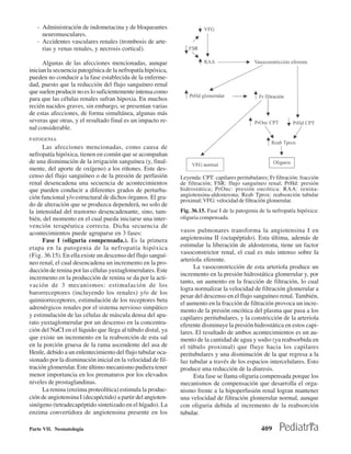 - Administración de indometacina y de bloqueantes
     neuromusculares.
   - Accidentes vasculares renales (trombosis de arte-
     rias y venas renales, y necrosis cortical).

      Algunas de las afecciones mencionadas, aunque
inician la secuencia patogénica de la nefropatía hipóxica,
pueden no conducir a la fase establecida de la enferme-
dad, puesto que la reducción del flujo sanguíneo renal
que suelen producir no es lo suficientemente intensa como
para que las células renales sufran hipoxia. En muchos
recién nacidos graves, sin embargo, se presentan varias
de estas afecciones, de forma simultánea, algunas más
severas que otras, y el resultado final es un impacto re-
nal considerable.
PATOGENIA
      Las afecciones mencionadas, como causa de
nefropatía hipóxica, tienen en común que se acompañan
de una disminución de la irrigación sanguínea (y, final-
mente, del aporte de oxígeno) a los riñones. Este des-
censo del flujo sanguíneo o de la presión de perfusión        Leyenda: CPT: capilares peritubulares; Fr filtración: fracción
renal desencadena una secuencia de acontecimientos            de filtración; FSR: flujo sanguíneo renal; PrHd: presión
que pueden conducir a diferentes grados de perturba-          hidrostática; PrOnc: presión oncótica: RAA: renina-
ción funcional y/o estructural de dichos órganos. El gra-     angiotensina-aldosterona; Reab Tprox: reabsorción tubular
                                                              proximal; VFG: velocidad de filtración glomerular.
do de alteración que se produzca dependerá, no solo de
la intensidad del trastorno desencadenante, sino, tam-        Fig. 36.15. Fase I de la patogenia de la nefropatía hipóxica:
bién, del momento en el cual pueda iniciarse una inter-       oliguria compensada.
vención terapéutica correcta. Dicha secuencia de
acontecimientos puede agruparse en 3 fases:                   vasos pulmonares transforma la angiotensina I en
      Fase I (oliguria compensada.). Es la primera            angiotensina II (octapéptido). Esta última, además de
etapa en la patogenia de la nefropatía hipóxica               estimular la liberación de aldosterona, tiene un factor
(Fig. 36.15). En ella existe un descenso del flujo sanguí-    vasoconstrictor renal, el cual es más intenso sobre la
                                                              arteriola eferente.
neo renal, el cual desencadena un incremento en la pro-
                                                                    La vasoconstricción de esta arteriola produce un
ducción de renina por las células yuxtaglomerulares. Este
                                                              incremento en la presión hidrostática glomerular y, por
incremento en la producción de renina se da por la acti-
                                                              tanto, un aumento en la fracción de filtración, lo cual
vación de 3 mecanismos: estimulación de los
                                                              logra normalizar la velocidad de filtración glomerular a
barorreceptores (incluyendo los renales) y/o de los
                                                              pesar del descenso en el flujo sanguíneo renal. También,
quimiorreceptores, estimulación de los receptores beta
                                                              el aumento en la fracción de filtración provoca un incre-
adrenérgicos renales por el sistema nervioso simpático        mento de la presión oncótica del plasma que pasa a los
y estimulación de las células de máscula densa del apa-       capilares peritubulares, y la constricción de la arteriola
rato yuxtaglomerular por un descenso en la concentra-         eferente disminuye la presión hidrostática en estos capi-
ción del NaCI en el líquido que llega al túbulo distal, ya    lares. El resultado de ambos acontecimientos es un au-
que existe un incremento en la reabsorción de esta sal        mento de la cantidad de agua y sodio (ya reabsorbida en
en la porción gruesa de la rama ascendente del asa de         el túbulo proximal) que fluye hacia los capilares
Henle, debido a un enlentecimiento del flujo tubular oca-     peritubulares y una disminución de la que regresa a la
sionado por la disminución inicial en la velocidad de fil-    luz tubular a través de los espacios intercelulares. Esto
tración glomerular. Este último mecanismo pudiera tener       produce una reducción de la diuresis.
menor importancia en los prematuros por los elevados                Esta fase se llama oliguria compensada porque los
niveles de prostaglandinas.                                   mecanismos de compensación que desarrolla el orga-
      La renina (enzima proteolítica) estimula la produc-     nismo frente a la hipoperfusión renal logran mantener
ción de angiotensina I (decapéctido) a partir del angioten-   una velocidad de filtración glomerular normal, aunque
sinógeno (tetradecapéptido sintetizado en el hígado). La      con oliguria debida al incremento de la reabsorción
enzima convertidora de angiotensina presente en los           tubular.

Parte VII. Neonatología                                                                           409
 