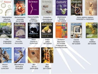 Caenorhabditiselegans11/12/1998Arabidopsisthaliana14/12/2000Sacharomycescerevisae25/10/1996Drosophilamelanogaster24/03/2000Homo sapiens sapiens15/02/2001 e 16/02/2001Haemophilusinfluenza28/07/1995Pan troglodytes01/09/2005Mus muscullus05/12/2002Rattusnovergicus01/04/2005Gallusgallus09/12/2004TetraedonNigrovirids21/10/2004Finalização doGenoma HumanoCannisfamiliaris05/12/2005Apismellifera26/10/2006Monodelphisdomestica10/05/2007Macacamulatta13/04/2007ZeaMays20/11/2009Bostaurus24/04/2009