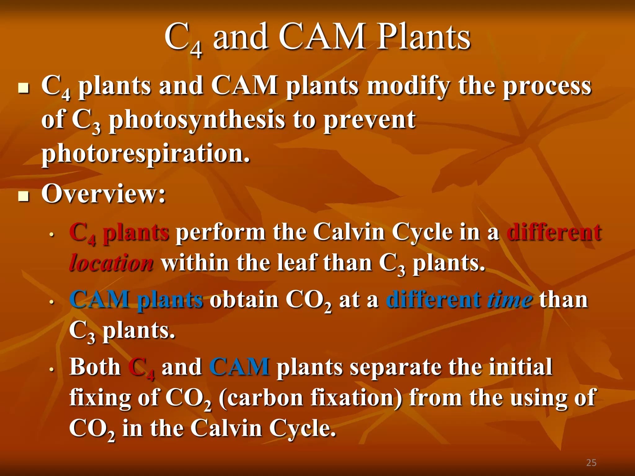 02 Photosynthesis Calvin Cycle Light Independent Reactions.pptx