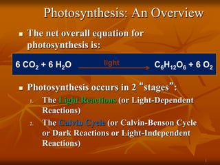 Photosynthesis: An Overview
 The net overall equation for
photosynthesis is:
 Photosynthesis occurs in 2 “stages”:
1. The Light Reactions (or Light-Dependent
Reactions)
2. The Calvin Cycle (or Calvin-Benson Cycle
or Dark Reactions or Light-Independent
Reactions)
1
6 CO2 + 6 H2O C6H12O6 + 6 O2
light
 