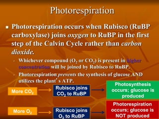 02 Photosynthesis Calvin Cycle Light Independent Reactions.pptx