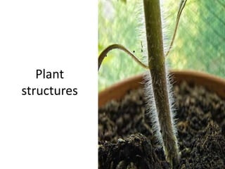 Plant
structures
 