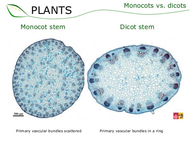 Difference Between C3 and C4 Plants